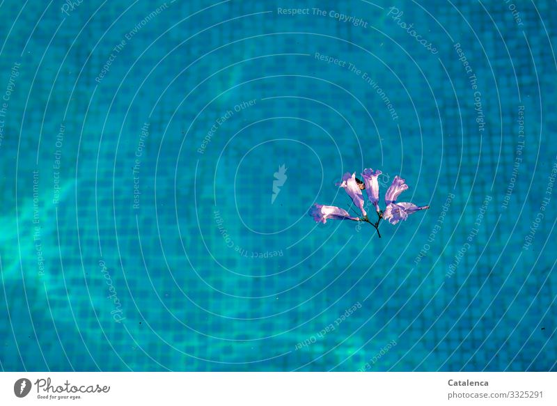 Eine lila Jacarandablüte treibt auf dem türkis leuchtenden Wasser des Schwimmbeckens, man erkennt die Mosaikfliesen am Grund Schwimmen & Baden Schwimmbad Sommer