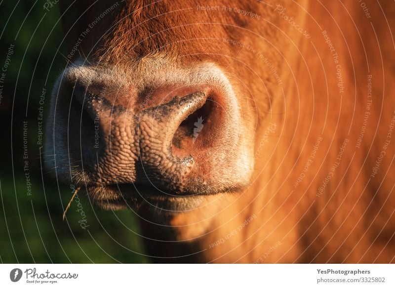 Kuh-Schnauze in Nahaufnahme im Sonnenlicht. Die Nase einer rötlichen Kuh Gesicht Landschaft Schönes Wetter Nutztier Tiergesicht 1 hell lustig natürlich niedlich