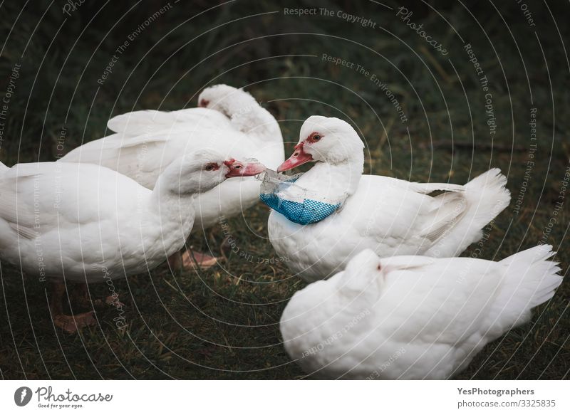 Plastikabfälle am Vogelhals. Enten und Kunststoffverschmutzung Umwelt 4 Tier Tiergruppe Umweltschutz Konsum Hausvogel Müllhalde ökologisch Umweltfragen Geflügel