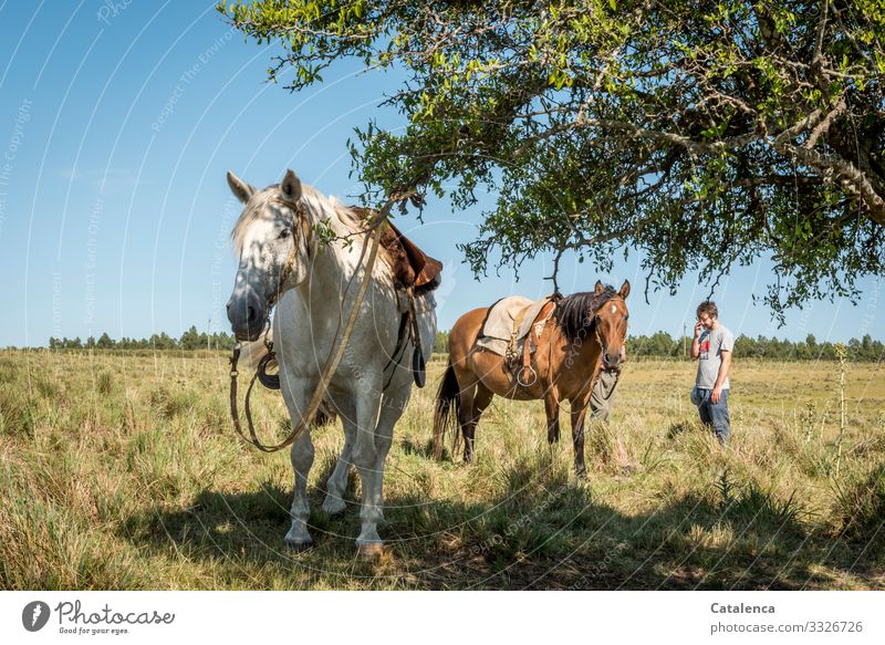 Wartend stehen Pferde und ihre Reiter im hohen Gras Tageslicht schönes Wetter Himmel Horizont Nutztier Tier Natur Landschaft Pflanze Sommer Tierhaltung