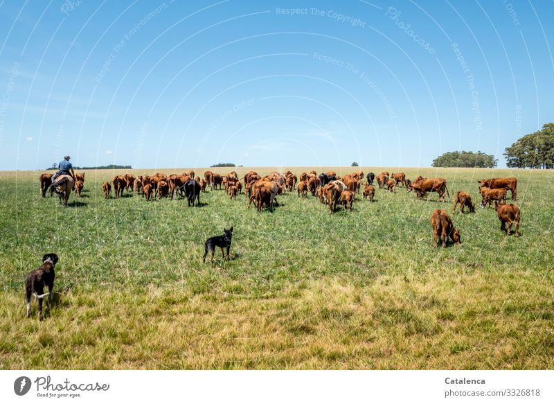 Reiter und Hunde treiben die Rinderherde auf der Weide Reiten Gaucho Landwirtschaft Forstwirtschaft androgyn 1 Mensch Natur Landschaft Himmel Horizont Sommer