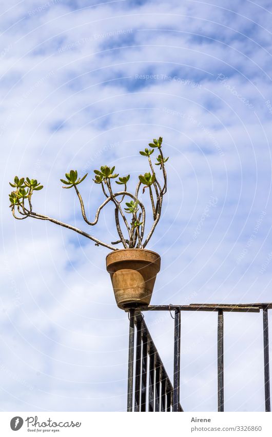 sie liebt das Risiko Häusliches Leben Balkonpflanze Metallzaun Himmel Wolken Schönes Wetter Pflanze Topfpflanze Sukkulenten Blumentopf oben blau rot weiß luftig