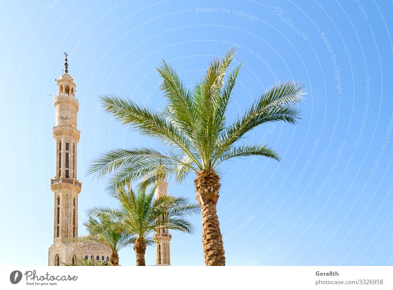 Moschee und grüne Palmen vor einem klaren blauen Himmel in Ägypten Ferien & Urlaub & Reisen Tourismus Sommer Pflanze Baum Gebäude Architektur Sehenswürdigkeit