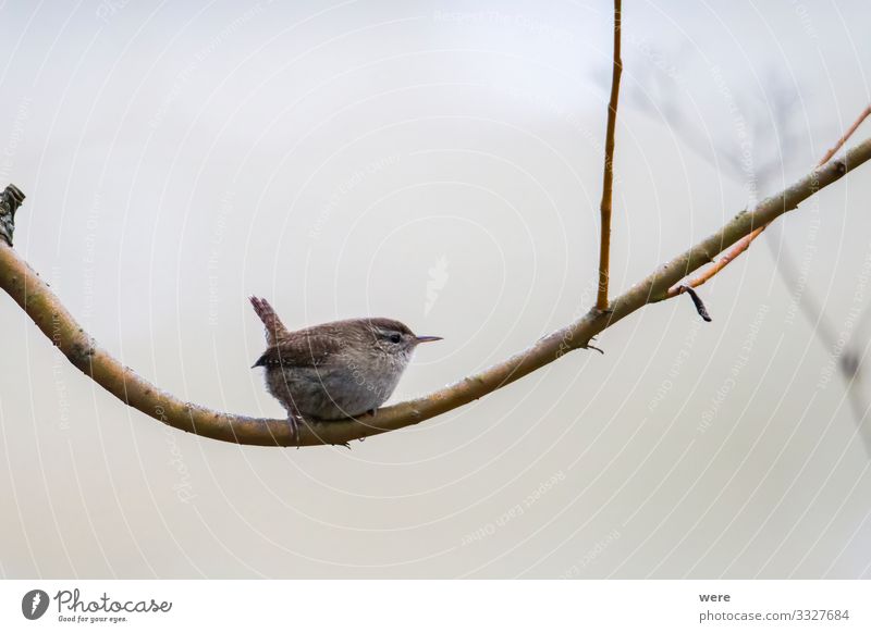 An inconspicuous wren sits on a branch Natur Wildtier Vogel 1 Tier klein weich Troglodytes troglodytes animal bird copy space cuddly cuddly soft feathers fly