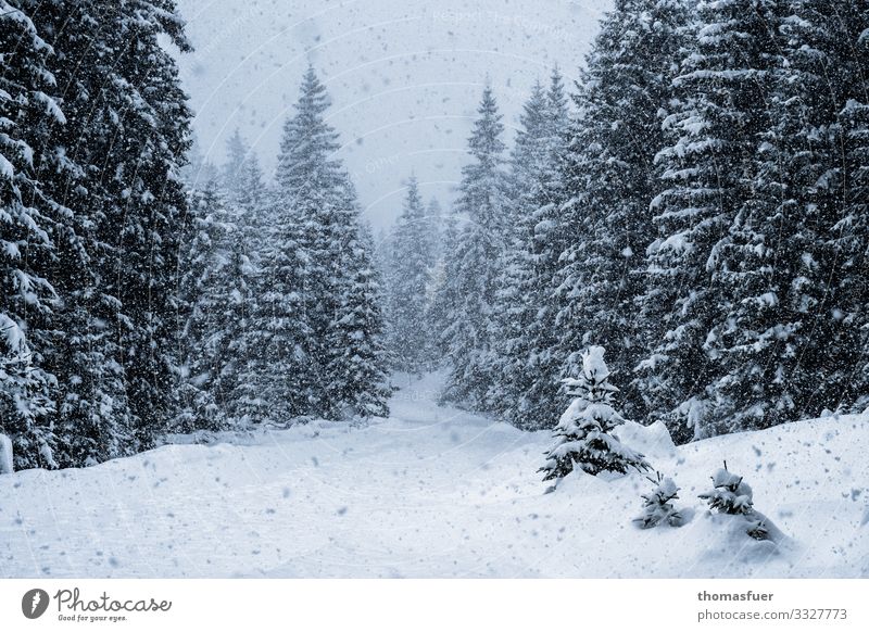 Winterwald, Schneefall Ferien & Urlaub & Reisen Winterurlaub wandern Natur Landschaft Klima Klimawandel Wetter Wind Eis Frost Baum Fichtenwald Tanne Wald