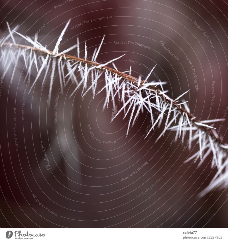 Eiszeit | Eisnadeln Umwelt Natur Urelemente Herbst Winter Klima Wetter Frost Pflanze Zweig Raureif ästhetisch außergewöhnlich Spitze stachelig Stachel
