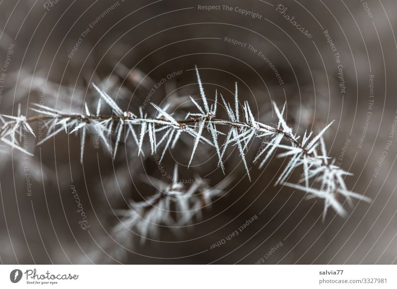 Eiszeit | stachelig Umwelt Natur Winter Frost Pflanze Sträucher Zweig außergewöhnlich kalt Spitze Raureif Dorn bizarr Schwarzweißfoto Außenaufnahme