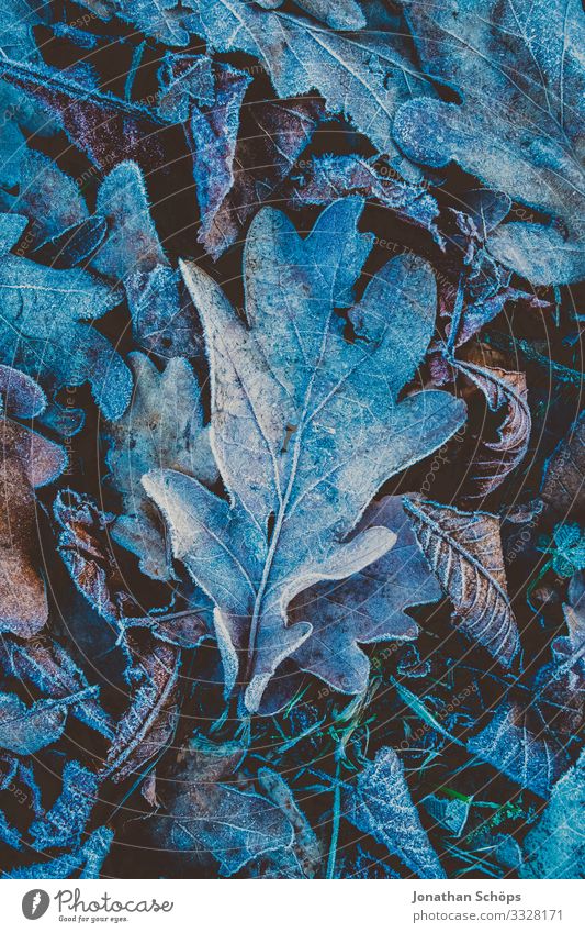 Frost auf einem Eichenblatt Umwelt Natur Winter Klima Klimawandel Wetter Blatt Garten Park Wiese Wald ästhetisch Tau Raureif blau kalt Eis Waldboden Waldwiese