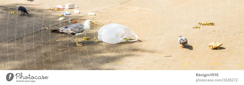 Müllgeschrei Umwelt Hafenstadt Straße Vogel Taube 3 Tier Verpackung Kunststoffverpackung Beton bedrohlich dreckig Ekel braun mehrfarbig Verantwortung achtsam