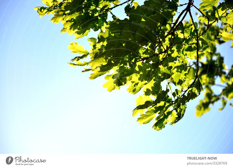 Die Kraft der Natur zeigt sich in der Teilansicht eines Eichenbaumes im Frühling mit frischem grünen Eichenlaub am Zweig, dass vor lichtblauem Himmel von der Fühlingssonne beleuchtet wird.
