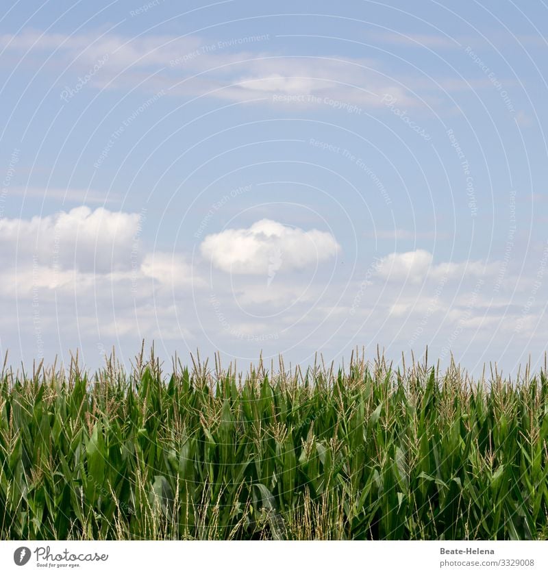 Ganz schön grün 4 Gras grasgrün Wiese Natur Außenaufnahme Graswiese Himmel Wolken