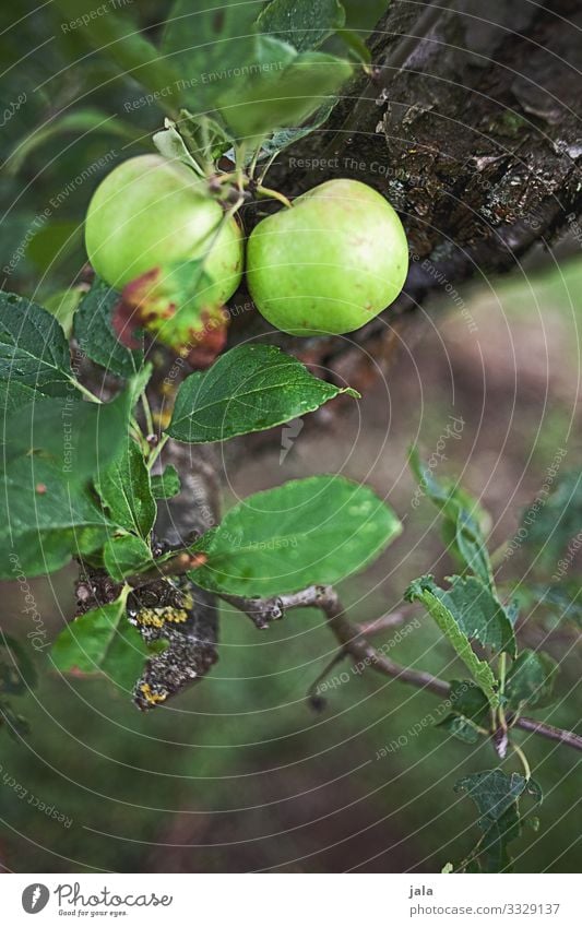äpfel Lebensmittel Frucht Apfel Natur Pflanze Baum Blatt Nutzpflanze Apfelbaum frisch Gesundheit natürlich Wachstum Ernte Farbfoto Außenaufnahme Menschenleer