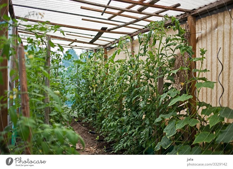 tomaten Lebensmittel Gemüse Tomate Gartenarbeit Landwirtschaft Forstwirtschaft Pflanze Grünpflanze Nutzpflanze Gebäude Gewächshaus frisch Gesundheit natürlich