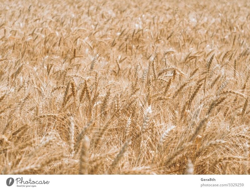 Muster der Weizenähren auf dem Feld Sommer Kultur Natur Pflanze Klima Blatt Wachstum natürlich Farbe rein agrar landwirtschaftlich Ackerbau Agronomie