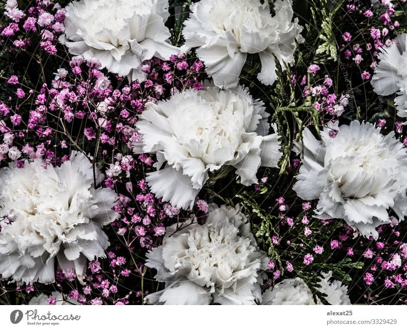 Blumenhintergrund mit rosa und weißen Blumen schön Sommer Garten Dekoration & Verzierung Hochzeit Geburtstag Mutter Erwachsene Kunst Natur Pflanze Rose Blatt