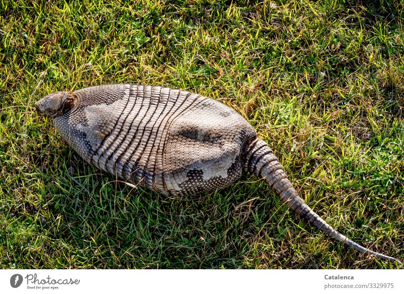 Ein leerer Gürteltierpanzer auf dem Gras Natur Fauna Tier Wildtier Säugetier Schuppentier Hornschuppen Tod tot gestrorben Pflanze Tag Tageslicht Braun Grün