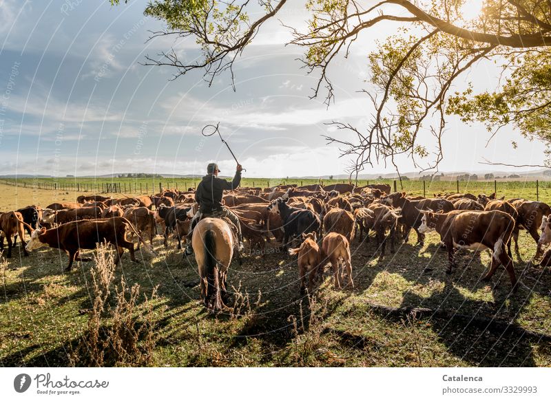 Der Reiter treibt Kühe und Kälter, die sich nur behäbig fortbewegen Landschaft Natur Flora Fauna Tier Nutztier Kuhherde Rinderherde Farm Person Gaucho Pferd