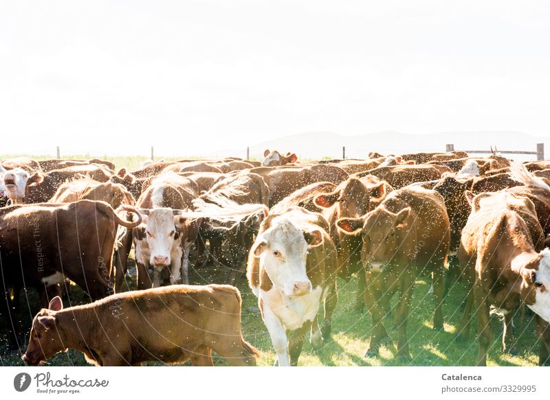 Bäh | Fliegenumhüllte Rinderherde steht zusammengepfercht im Gatter Rinderhaltung Kühe schauend Grasland Tierporträt Starke Tiefenschärfe Außenaufnahme