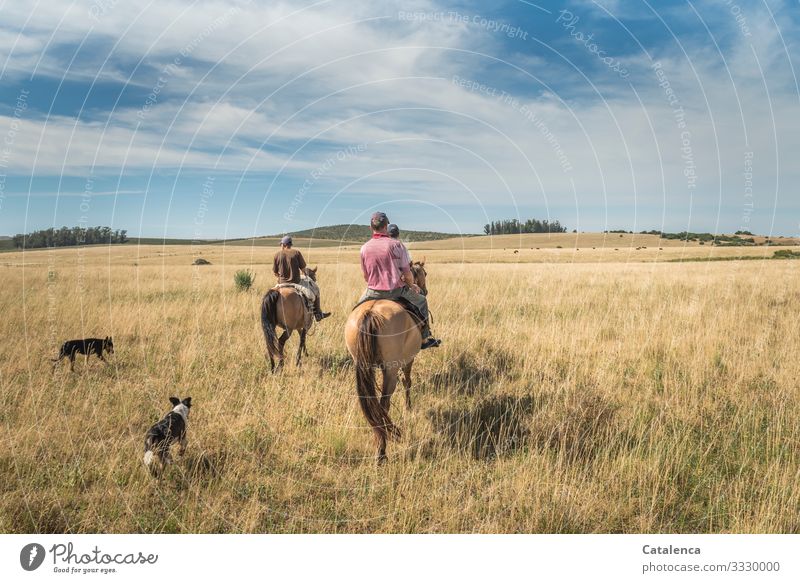Die drei Reiter und ihre Hunde kehren zurück nach getaner Arbeit gelb grün blau Wolken Umwelt Landwirtschaft Weide Landschaft Himmel Sommer Wiese Gras Tier