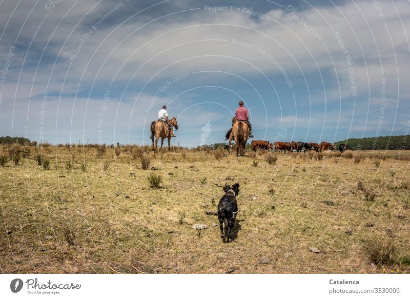 Die beiden Reiter treiben die Rinderherde aus der abgeweideten  Weide, der müde Hund trottet hinterher. Gauchos Kuh Pferde Nutztier Tier Gras Wiese Sommer