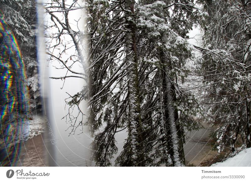 Eiszeit | Winterbäume Ferien & Urlaub & Reisen Umwelt Natur Pflanze Frost Schnee Baum Wald See Mummelsee kalt braun schwarz weiß Reflexion & Spiegelung Prisma