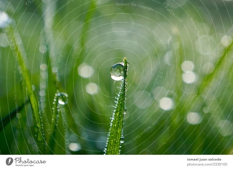 Regentropfen auf dem grünen Gras an regnerischen Tagen Pflanze Blatt Blätter Tropfen Wasser nass glänzend hell Garten geblümt Natur natürlich Laubwerk abstrakt
