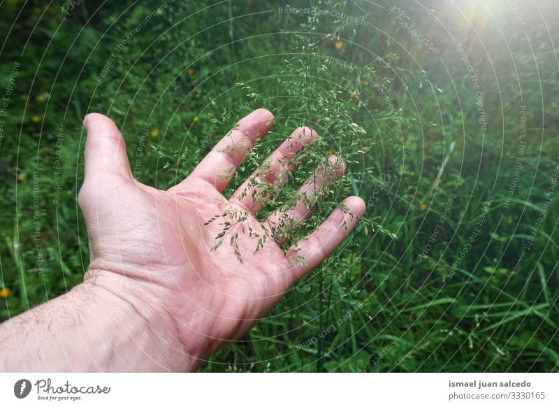Menschenhand fühlt die Natur, grüne Blumen Hand Pflanzen Finger Körperteil Gefühl berühren berührend Garten geblümt natürlich Frische im Freien romantisch schön