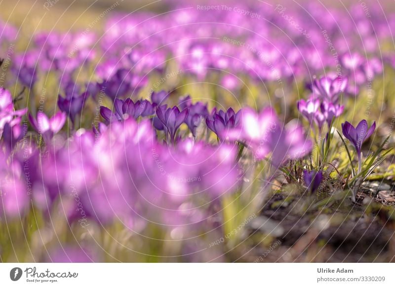 Zauber des Frühling #700 elegant schön Wellness harmonisch Zufriedenheit Erholung ruhig Meditation Spa Osterkarte Muttertag Ostern Natur Pflanze Blume Blüte