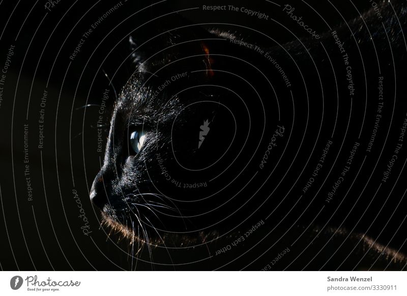 Sirius Black Tier Haustier Katze Hauskatze 1 beobachten schwarz Gedeckte Farben Menschenleer Hintergrund neutral Low Key Blick nach vorn