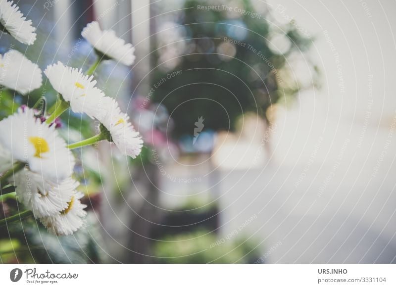 Gänseblümchen auf der Fensterbank Ferien & Urlaub & Reisen Sommer Häusliches Leben Pflanze Blume Blüte Grünpflanze Balkonpflanze Dorf Altstadt Menschenleer