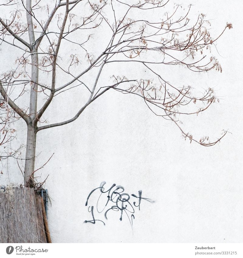 Filigraner Baum, Wand und Graffiti Berlin Haus Mauer Zeichen stehen grau bescheiden Erschöpfung bizarr Hoffnung Umwelt karg filigran kahl Gedeckte Farben