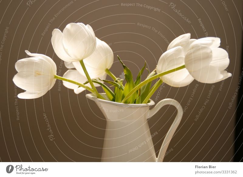 Stillleben Frühling Pflanze Tulpe Vase Metall Blühend Duft ästhetisch Gesundheit schön Glück Warmherzigkeit Freundschaft Zusammensein Romantik Begierde