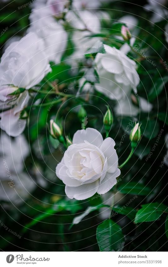 Nahaufnahme von weichen weißen Rosen schön Blumen Roséwein Natur Schere Liebe Schönheit Farbe Blütenblatt Romantik Valentinsgruß Blütezeit Pflanze geblümt grün