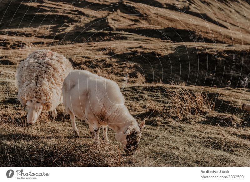 Schafe stehen auf dem Land Haustier Tier Berge u. Gebirge Natur fallen Hügel Ansicht Landschaft Windstille malerisch Herbst Reise Aktivität erkunden