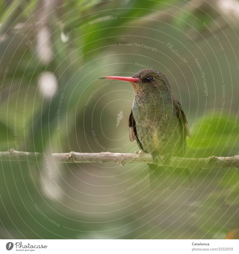 Ein kleiner, grüner Kolibri mit orangenem Schnabel sitzt auf einen Zweig und überwacht sein Revier Natur Pflanze Tier Sommer Wildtier Vogel Kolibris Picaflor 1