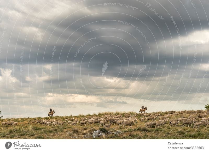 Reiter am Horizont treiben Schafe an einem bewölktem Tag Wolken Himmel Nutztier Weide Pferde Landschaft Pflanze Gras reiten Hozizont Schafherde Landwirtschaft