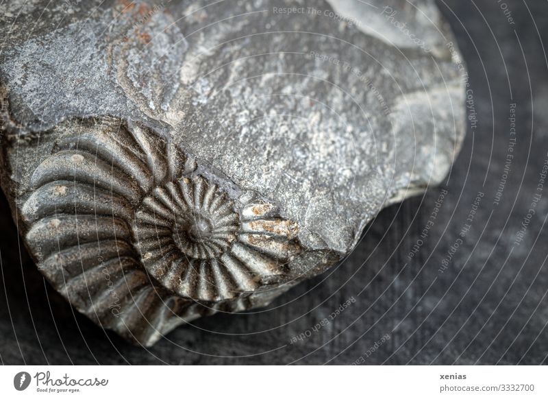 Fossil, Ammonit, Schnecke, Stein, uralt Tier Ammoniten Fossilien 1 grau Senior Wandel & Veränderung Devon Paläontologie Abdruck Fundstück Urzeit Pleuroceras