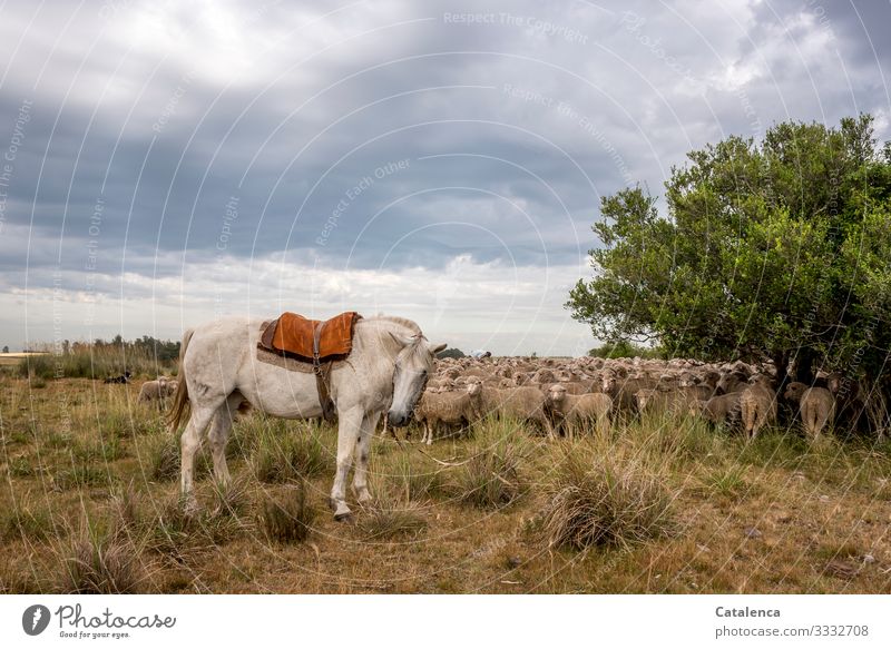 Die Stute bewacht die versammelte Schafherde auf der Weide Fauna Natur Nutztiere Wolle Lämmer Pferd Hund Person Gaucho Pflanze Flora Baum Gras Grasland