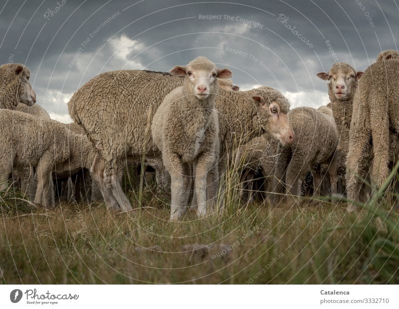 Ein neugieriges Lamm Fauna Natur Nutztier Schaf Schafherde Pflanze Gras Weide Tierhaltung Landwirtschaft Tiergruppe Wolle Tierportrait Himmel Wolken Grau Grün