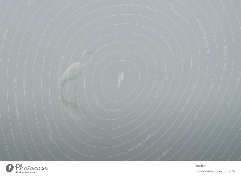 Last Umwelt Natur Landschaft Tier Wasser Nebel Teich See Vogel Reiher Silberreiher 1 gehen stehen einfach frei natürlich trist grau Freiheit schreiten unklar