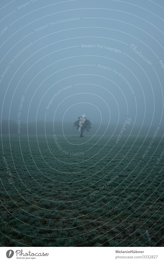 Baum im Nebel Umwelt Natur Landschaft Erde schlechtes Wetter Pflanze Feld Wald natürlich Feldrand Winter Farbfoto Textfreiraum oben Textfreiraum unten