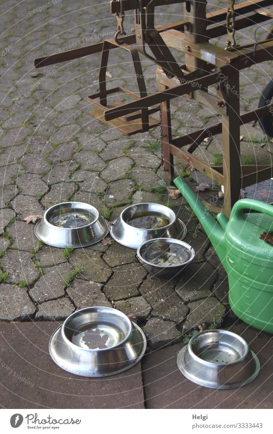Napf mit Wasser  für Hunde und Gießkanne auf Pflastersteinen Fressnapf Stein Metall Kunststoff stehen trinken warten authentisch außergewöhnlich einfach