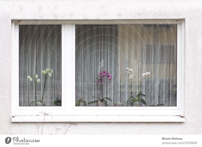 Pflanzenschmuck Fenster Store Vorhang Ordnung Orchideen bürgerlich Gardine Häusliches Leben Dekoration & Verzierung Sichtschutz Faltenwurf Wohnung Schatten