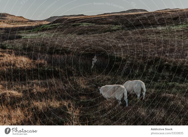Schafe stehen auf dem Land gegen den Berg Haustier Tier Berge u. Gebirge Natur fallen Hügel Ansicht Landschaft Windstille malerisch Herbst Reise Aktivität