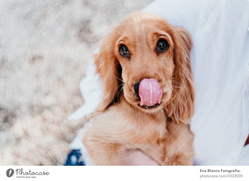 junge Frau und ihr süßer Cockerspaniel-Welpe im Freien in einem Park. Lustiger Hund leckt an der Nase Zunge lutschen Haustier Sonnenstrahlen Außenaufnahme Liebe