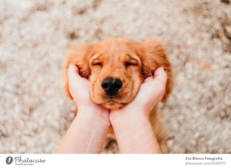 Frau mit dem Kopf eines süßen Welpen Cockerspaniel-Hundes. Konzept der Liebe zu Tieren Haustier Park Sonnenstrahlen Außenaufnahme Umarmen Lächeln Küssen züchten