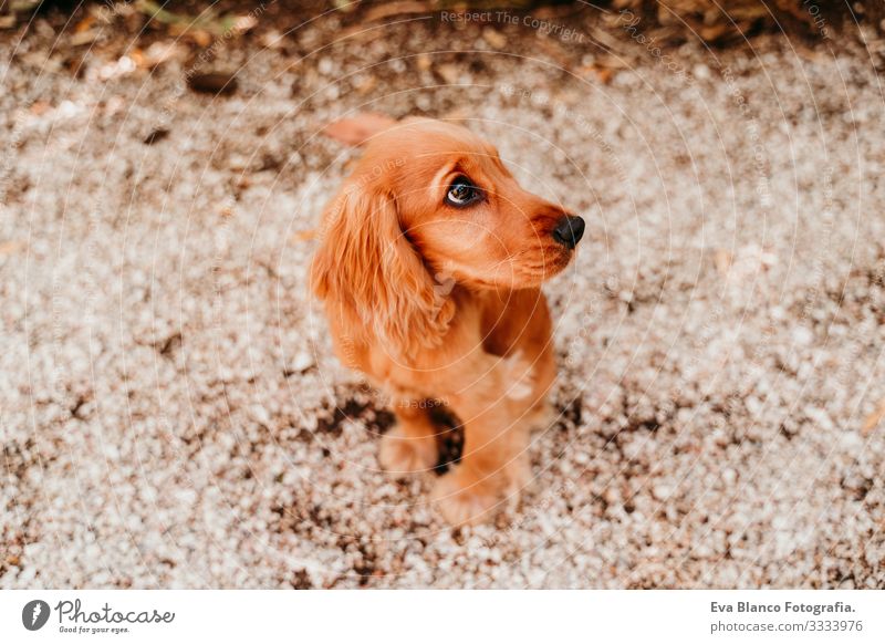 Porträt eines süßen Welpen Cockerspaniel-Hundes im Freien Frau Haustier Park Sonnenstrahlen Außenaufnahme Liebe Umarmen Lächeln Küssen züchten Reinrassig