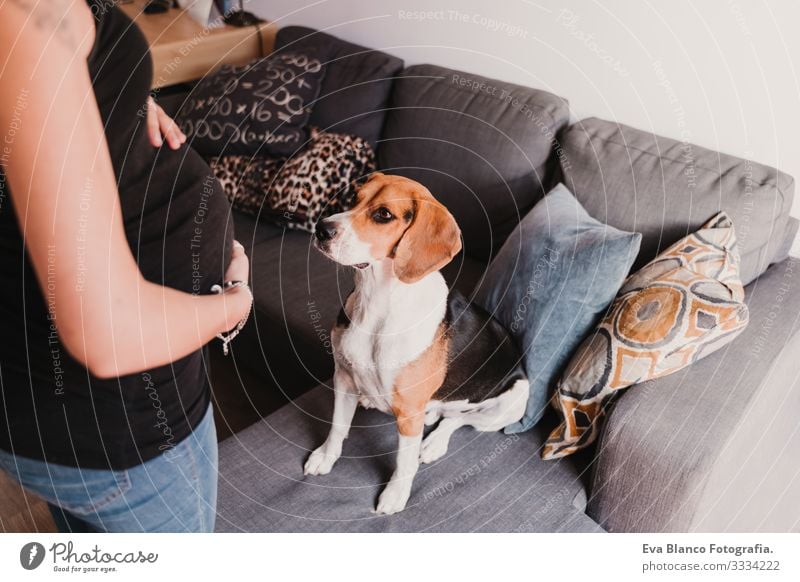 junge schwangere Frau zu Hause mit ihrem süßen Beagle-Hund heimwärts Haustier erwartend Leben heimisch Lächeln Umarmen im Innenbereich Erholung Fürsorge