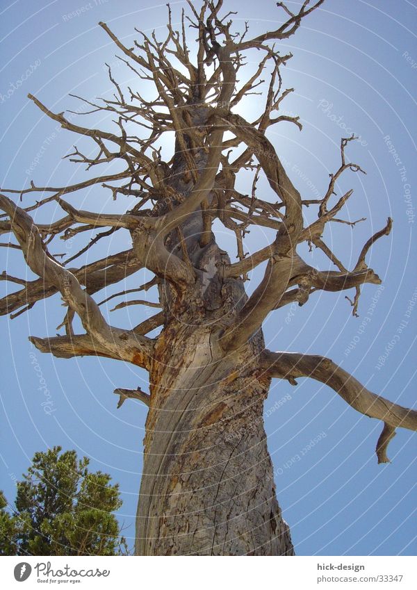 Baumleuchten Blauer Himmel Sonne Bryce Canyon Tod dead tree sun america