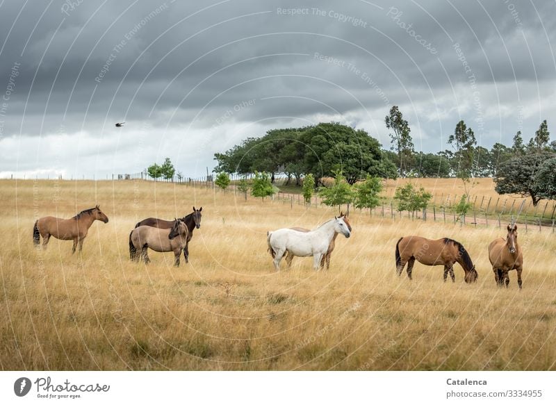 Die Pferdeherde steht im hohen Gras einer Weide, Gewitterwolken ziehen auf, ein Vogel fliegt vorbei. Nutztier Bäume Himmel Wolken schlechtes Wetter Natur